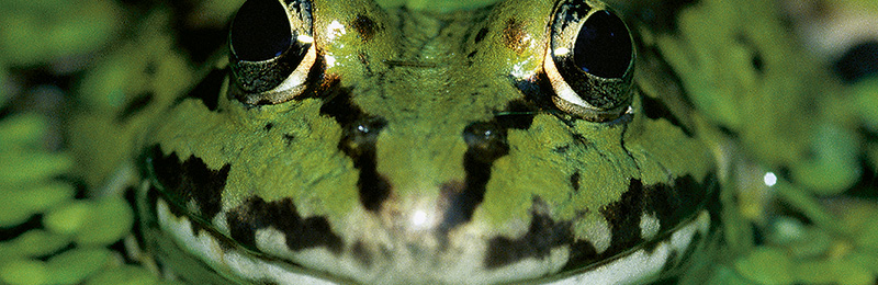 KeyVisual Froschkopf KeyVisual Froschkopf